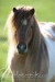 sheatlandský pony-1