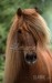 sheatlandský pony-2