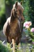 sheatlandský pony-3